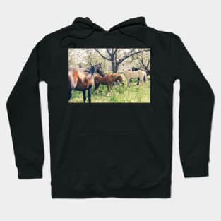 Wild Horses Hoodie